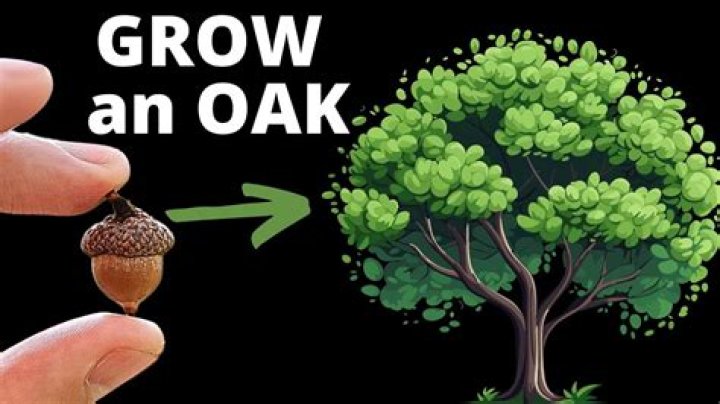Acorn-producing tree