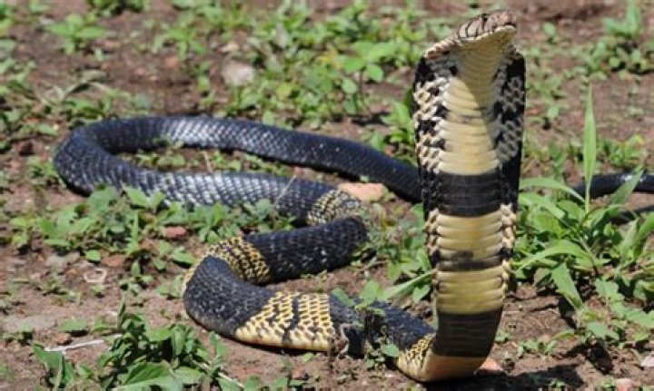 African cobra