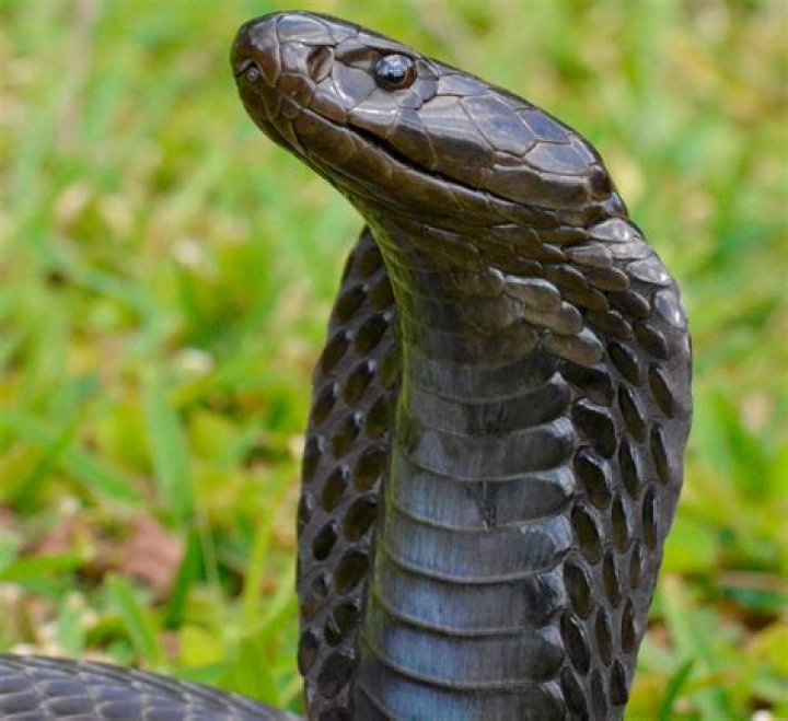 African snake