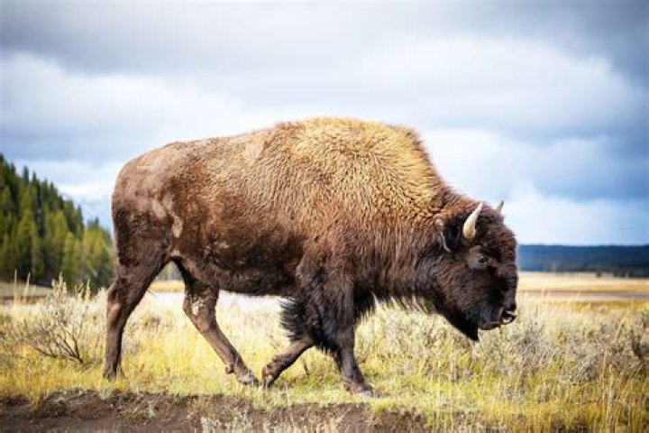 American buffalo
