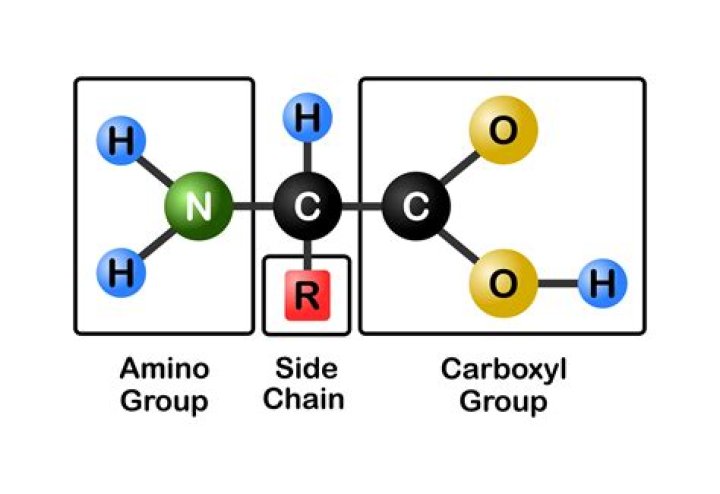 Amino ___ (protein component)