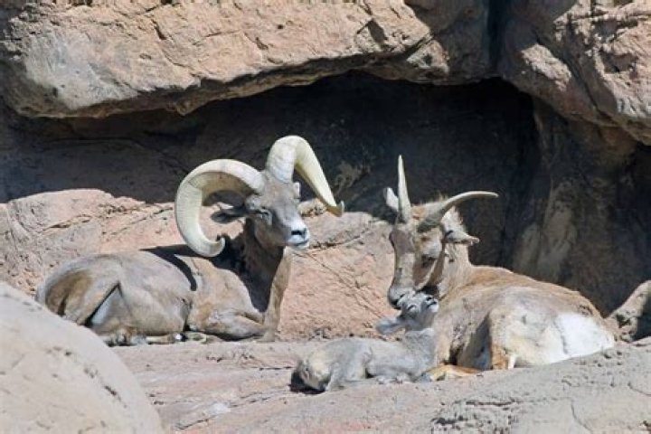 Animals that bear lambs