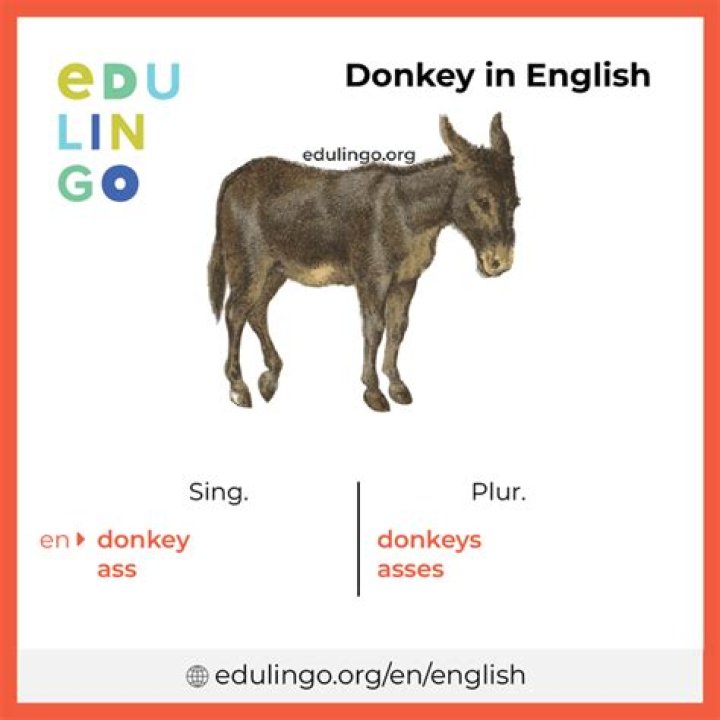 Another word for donkey