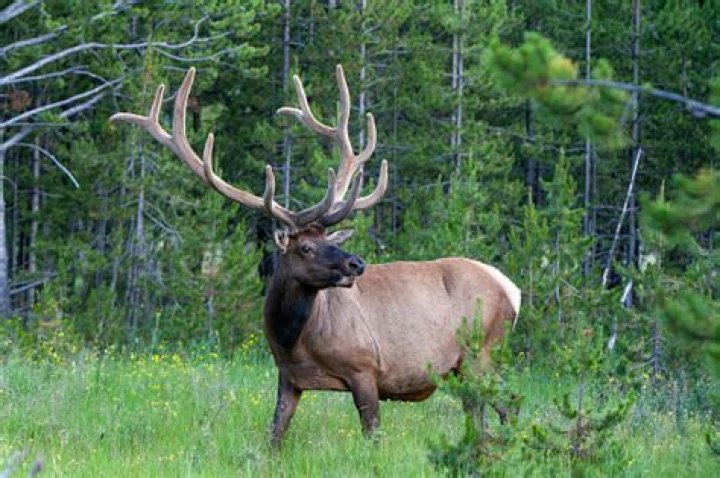Antlered beasts in Yellowstone