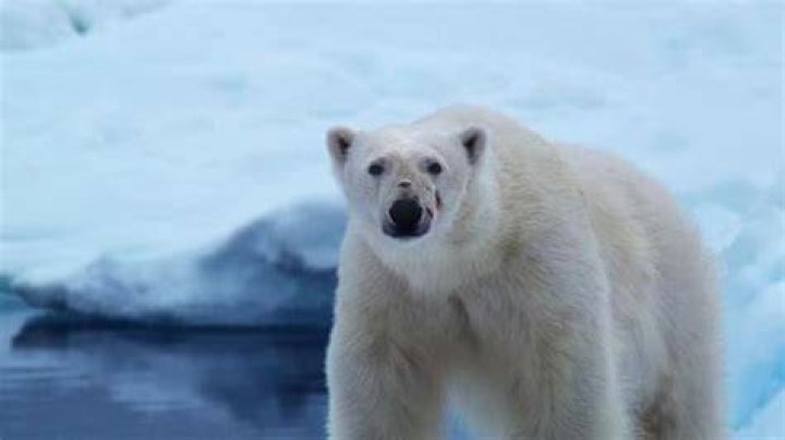 Arctic home