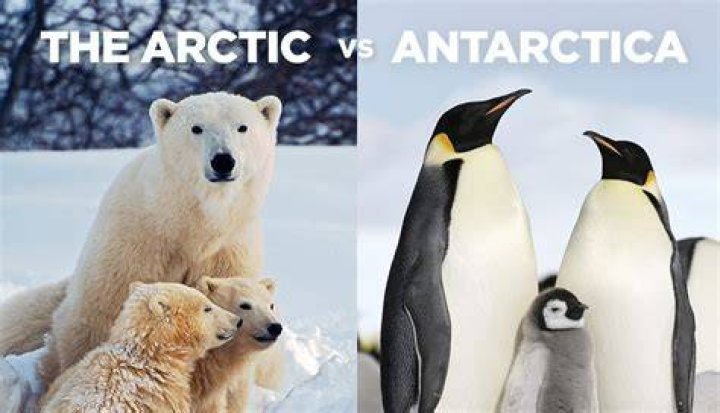 Arctic or Antarctic