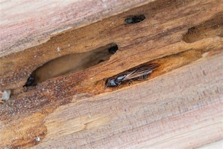 Army or carpenter insect