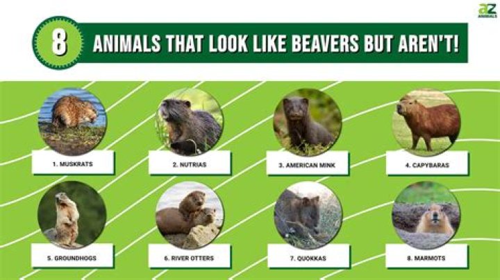 ___ as a beaver