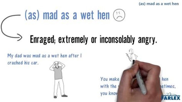 ___ as a wet hen