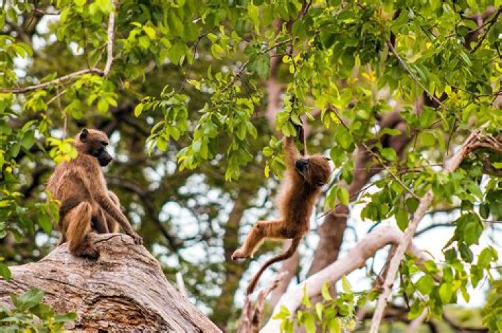 Ascend like a monkey on a tree