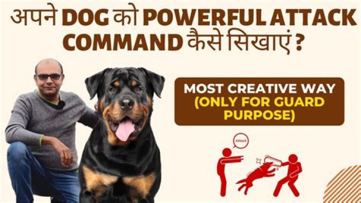 Attack command to a dog