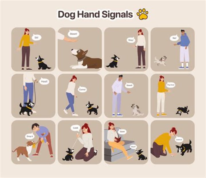 Attack dog command: 2 wds.