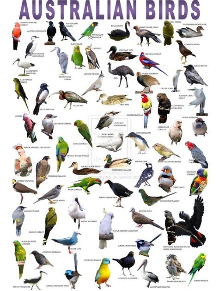 Australian bird