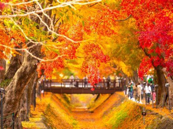 Autumn blossom