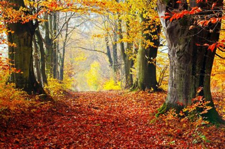 Autumn