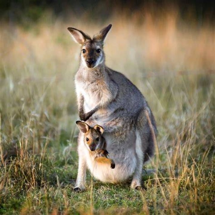 Baby kangaroo