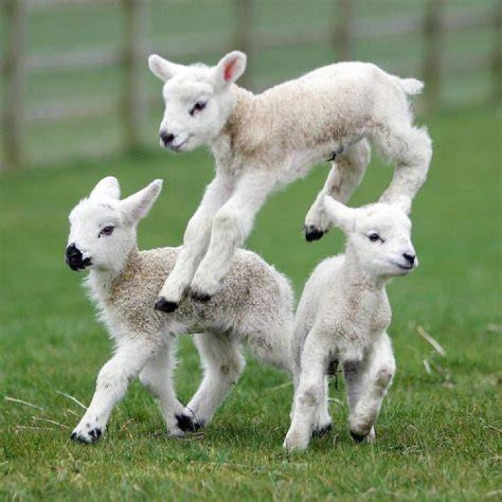 Baby sheep