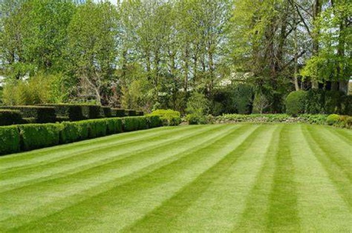 Backyard area that gets mowed