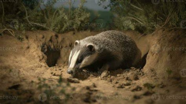 Badger incessantly