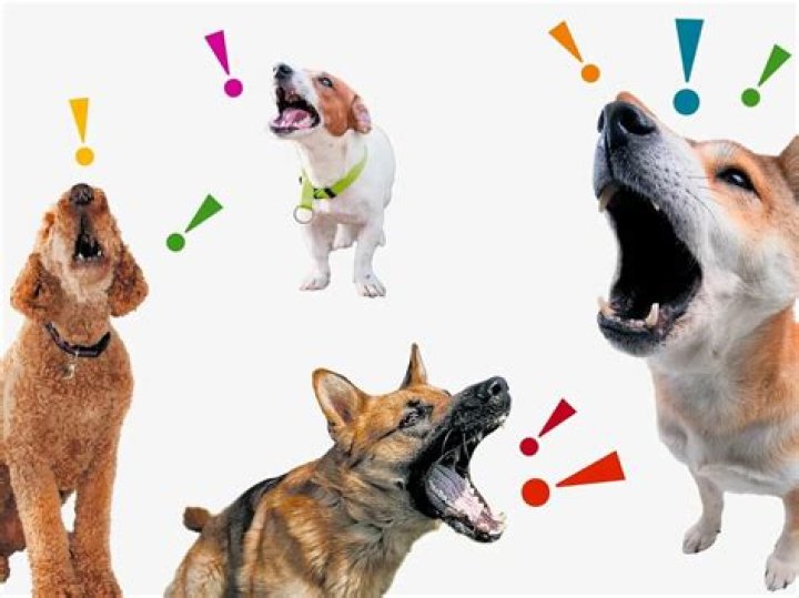 Barking pet