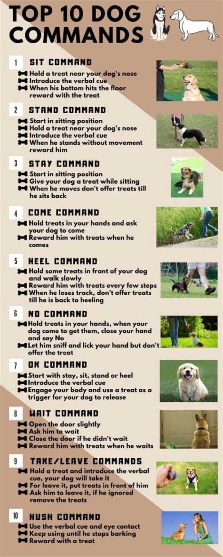 Basic command to a dog