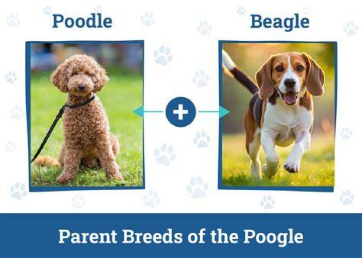 Beagle or poodle for example