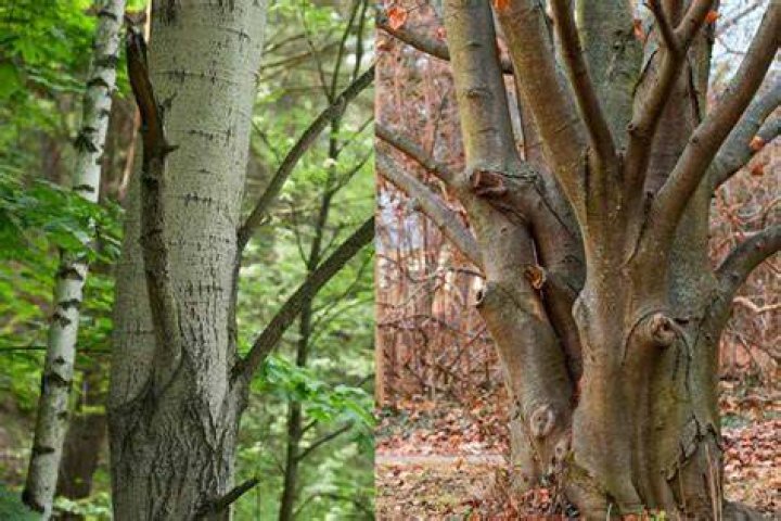 Beech birch or larch