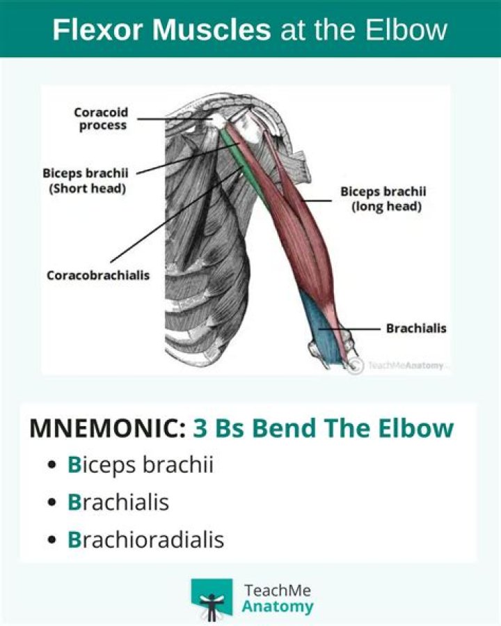 Bend as biceps