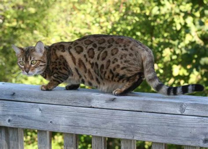 Bengal ___ (large cat)