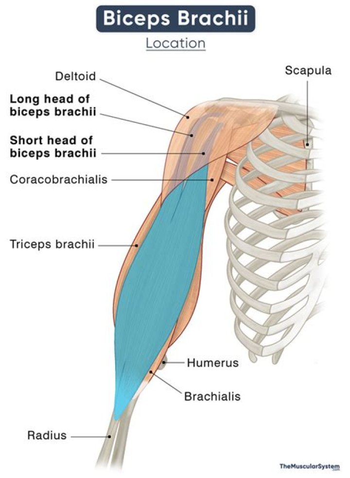 Bicep location