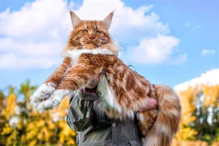 Big cat with a mane
