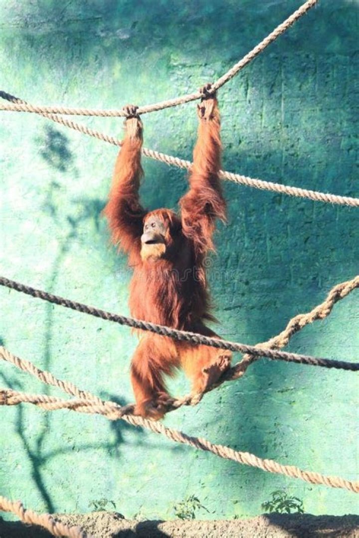 Big tailless simian
