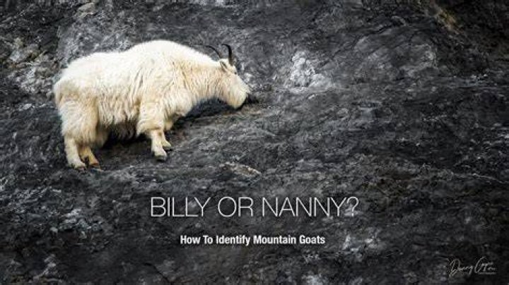 Billy or nanny