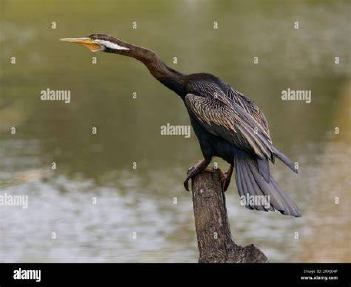 Bird associated with Australia