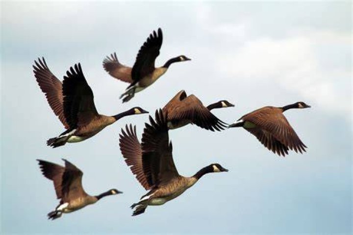 Bird in a gaggle