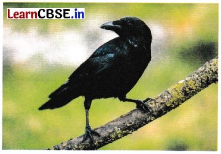 Bird that caws