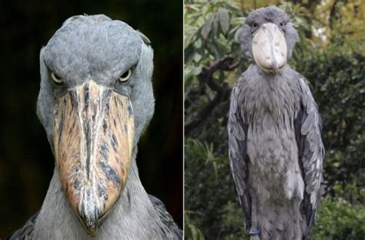 Bird with a crazy name