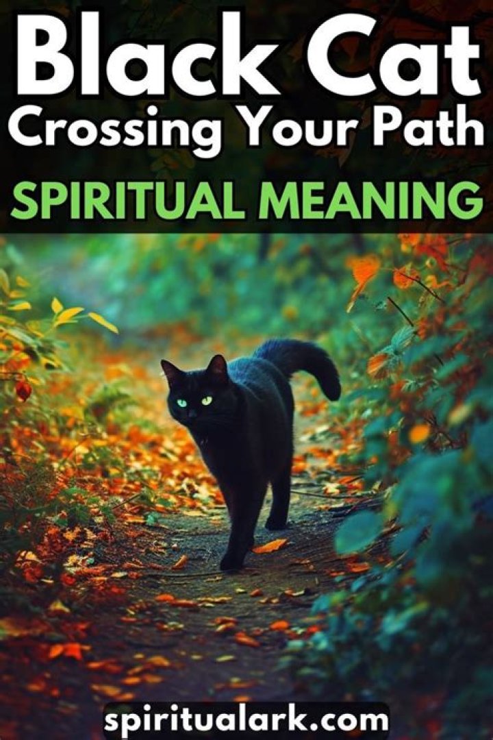 Black cat crossing your path for example