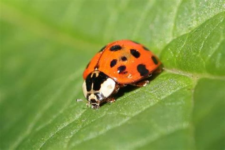 Black mark on a ladybug