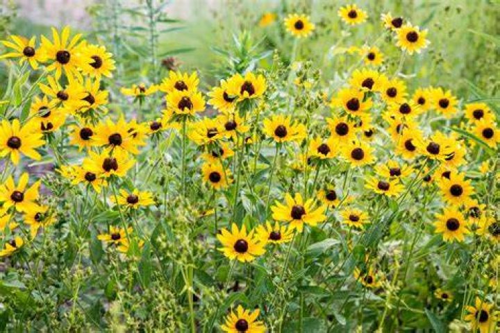 Black-___ Susan (flower)