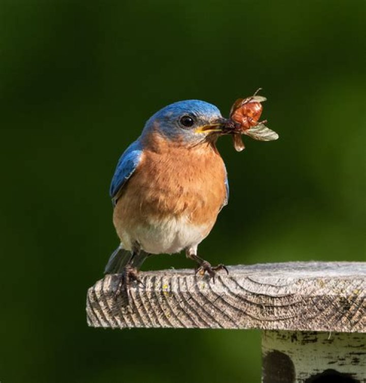 Blue bird