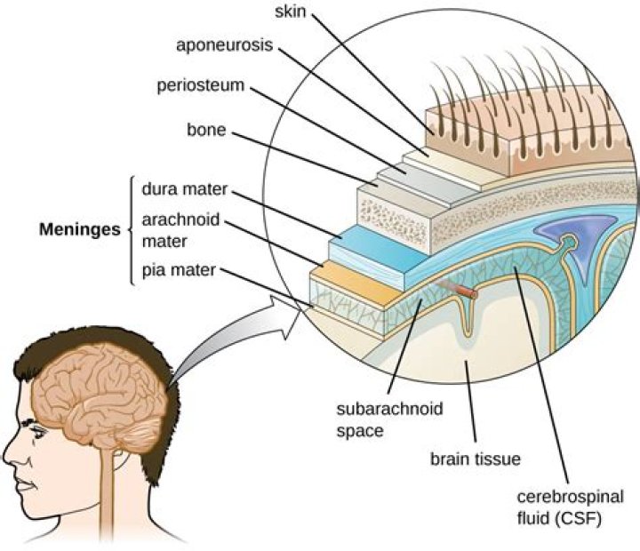 Bone structure surrounding the brain