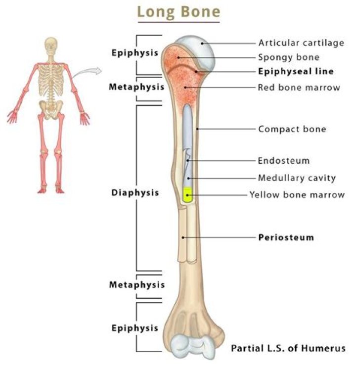 ___-bones (including only the most basic necessities)