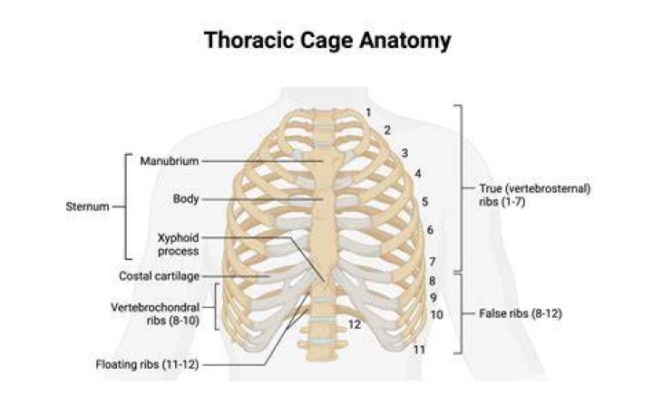 Bones that form a cage