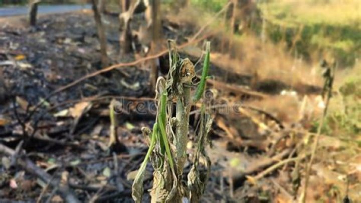 Bonfire residue