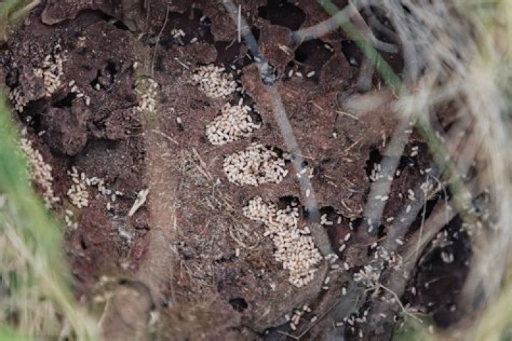 Bug in a colony
