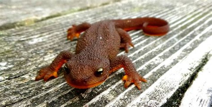 Bumpy-skinned amphibian