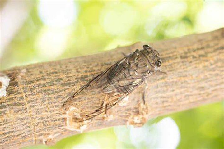 Buzzing bug