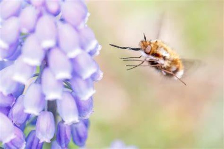 Buzzing insect