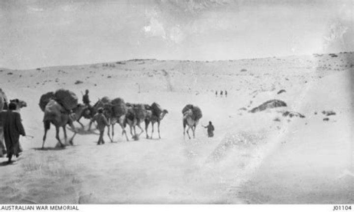 Camel convoys